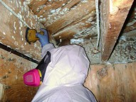 Mold Testing