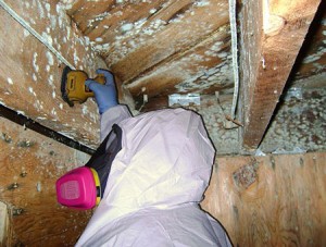 Mold Testing